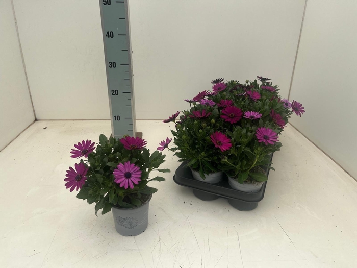 <h4>OSTEO GELATO PRUNE</h4>