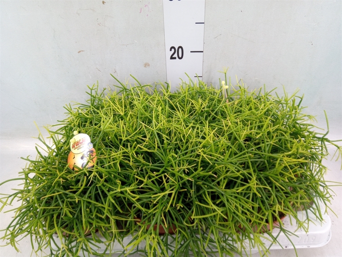 <h4>Rhipsalis cassutha</h4>