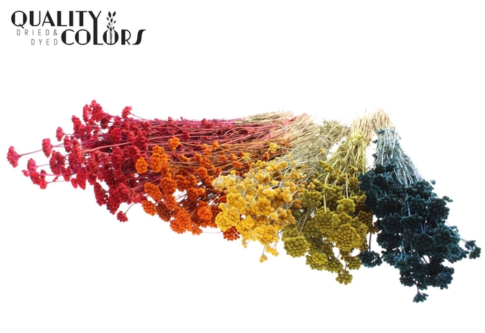 <h4>Droogbloemen   ...bewerkt H%</h4>