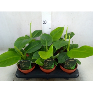 Musa  'Tropicana'