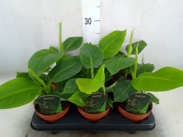 <h4>Musa  'Tropicana'</h4>