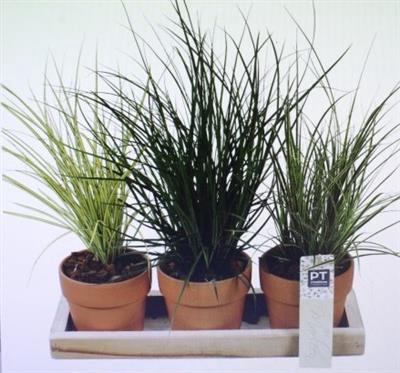 <h4>1606 3 Potjes Gras</h4>