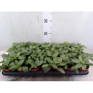 Fittonia verschaf. 'Bianco Verde'