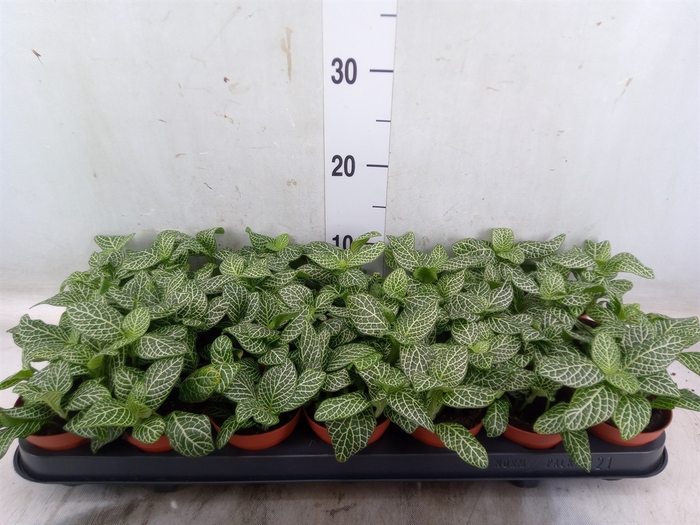<h4>Fittonia verschaf. 'Bianco Verde'</h4>