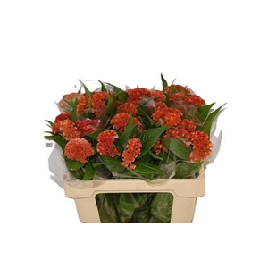 CEL C REPRISE ORANGE