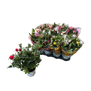 RO KORDANA GEM 5 SRT