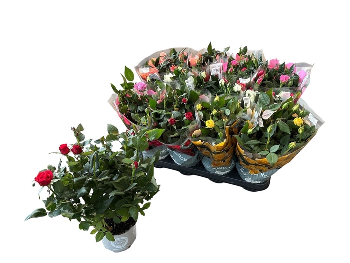 <h4>RO KORDANA GEM 5 SRT</h4>