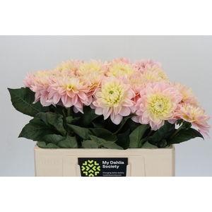 Dahlia Dianas Memory