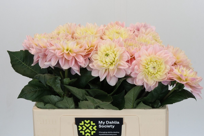 <h4>Dahlia Dianas Memory</h4>