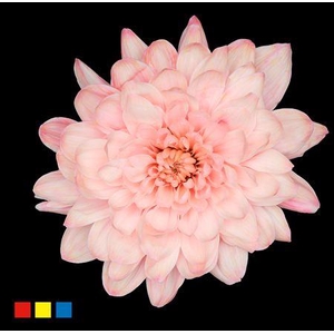 Chr T Altaj Coral Blush