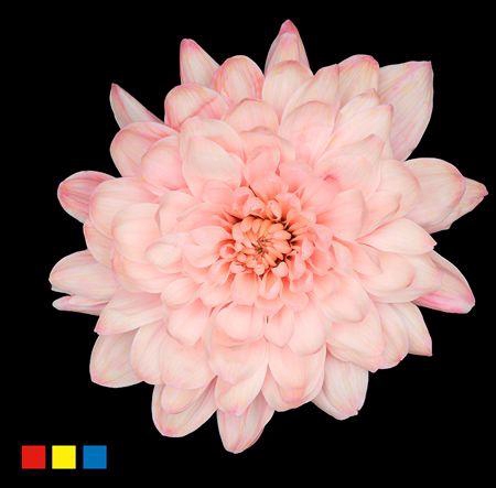 <h4>Chr T Altaj Coral Blush</h4>