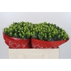 Hypericum Lucky Romance