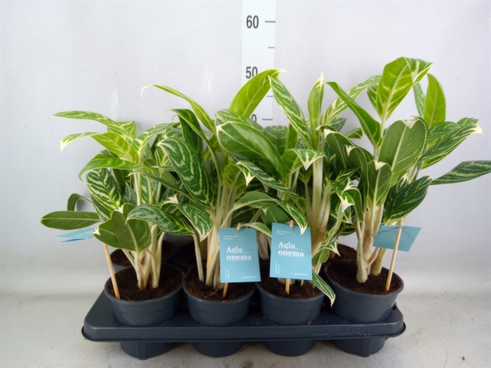 <h4>Aglaonema  'Ivy Green'</h4>