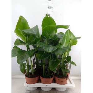 Strelitzia nicolai