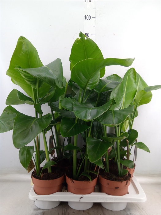<h4>Strelitzia nicolai</h4>