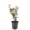 Hypericum x inodorum Magical Black