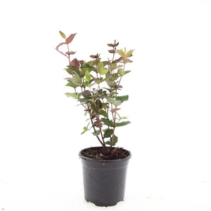 Hypericum x inodorum Magical Black