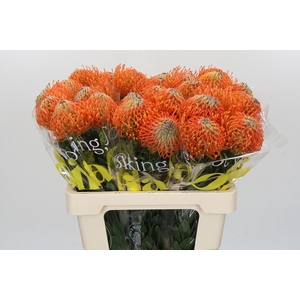 Nutans Ayoba Orange
