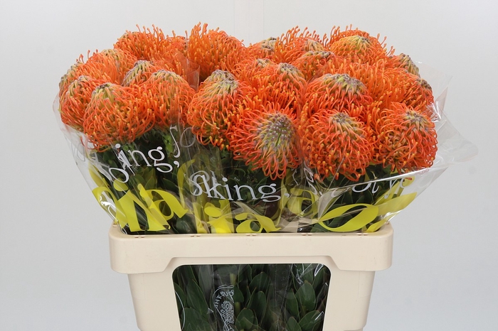 <h4>Nutans Ayoba Orange</h4>