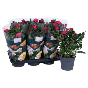Nolina Roses Ø 17 cm Dark pink st. 1-2