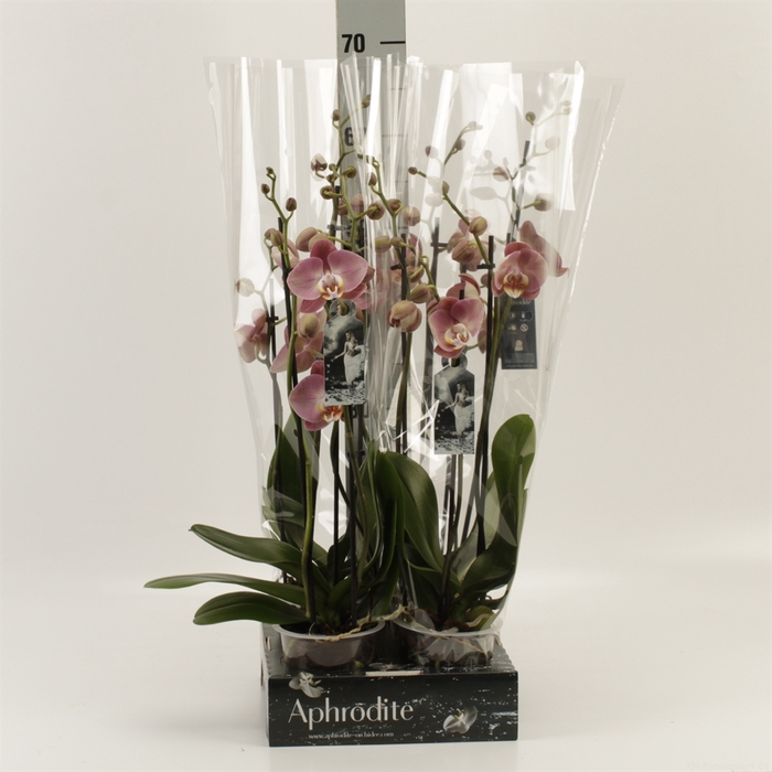 <h4>Phalaenopsis   ...rose</h4>