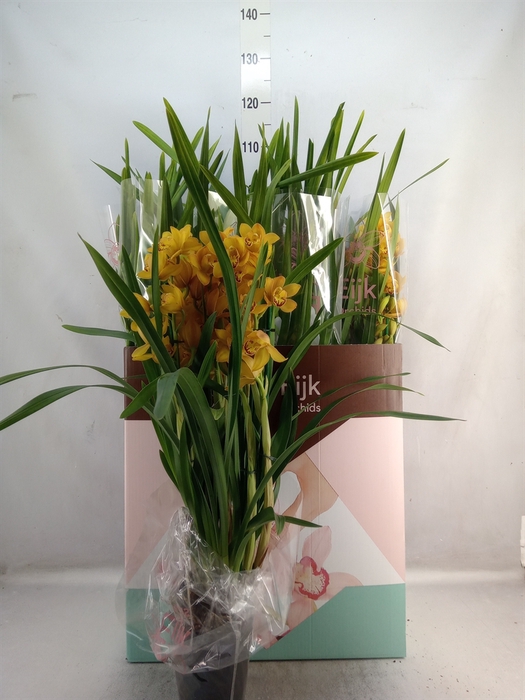 Cymbidium   ...mix