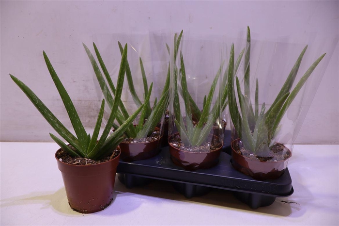 <h4>arr8 Aloe Vera</h4>