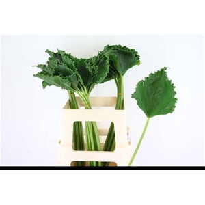 DECOGROEN GROOT BLAD