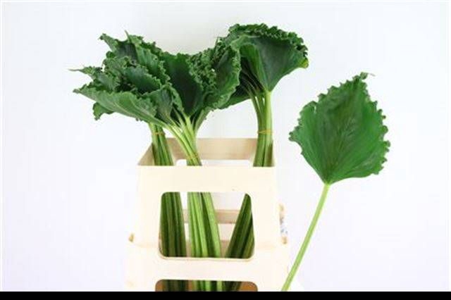 <h4>DECOGROEN GROOT BLAD</h4>