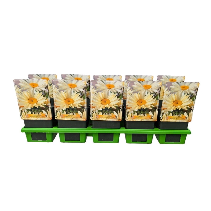<h4>Leucanthemum Banana Cream</h4>