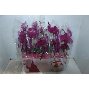 PHALAENOPSIS CASCATA ESPECIAL P15 PINK MIN 8 FLS