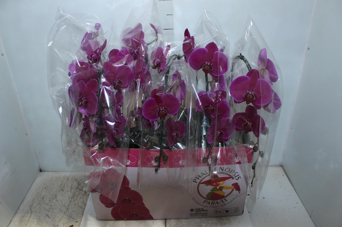 <h4>PHALAENOPSIS CASCATA ESPECIAL P15 PINK MIN 8 FLS</h4>