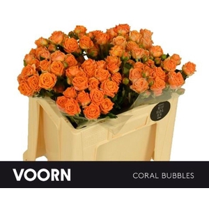 Rosa spray coral bubbles