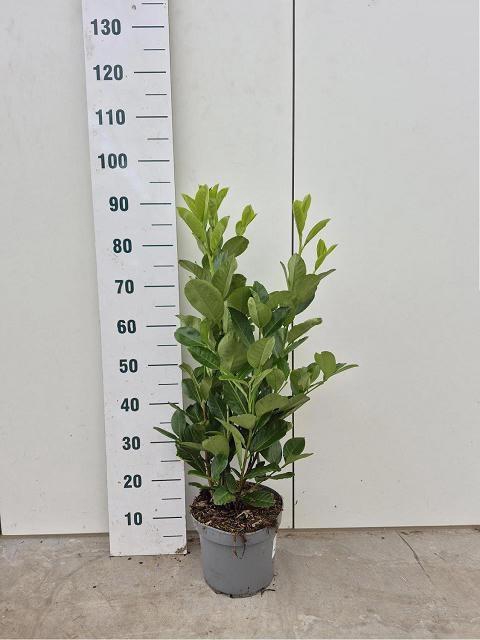 <h4>PRUN LA ROTUNDIFOLIA</h4>