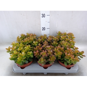 Crassula ovata 'Minor'