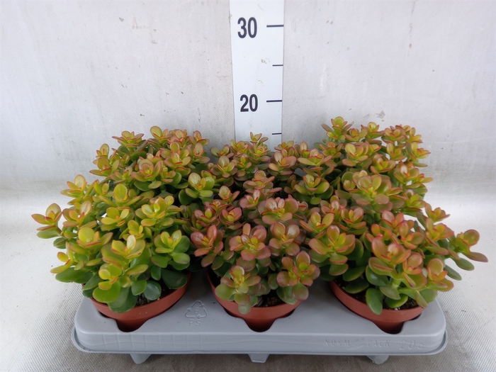<h4>Crassula ovata 'Minor'</h4>