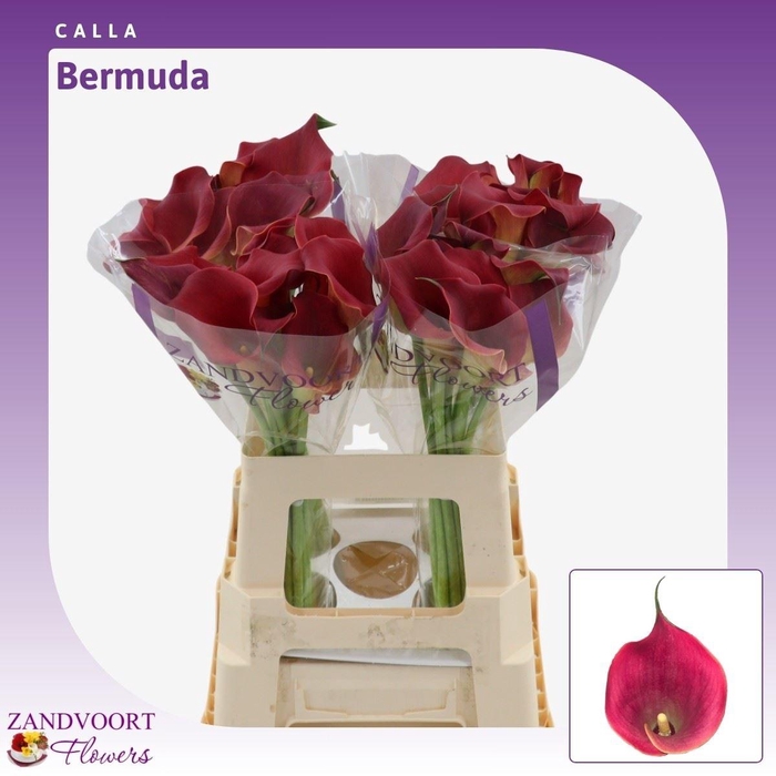 <h4>Calla Bermuda</h4>