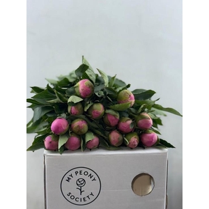 Paeonia Monsieur Jules Elie