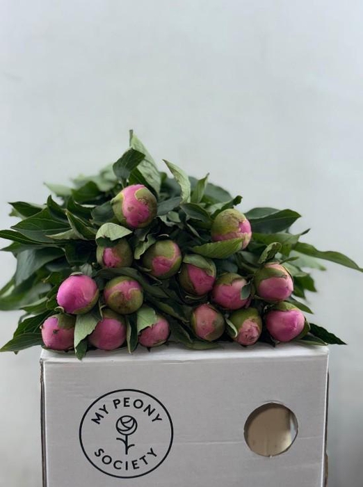 <h4>Paeonia Monsieur Jules Elie</h4>