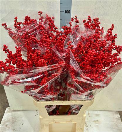 <h4>Ilex Ve Rode Bes</h4>