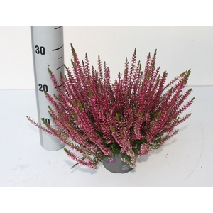 Calluna Garden Girls Franca