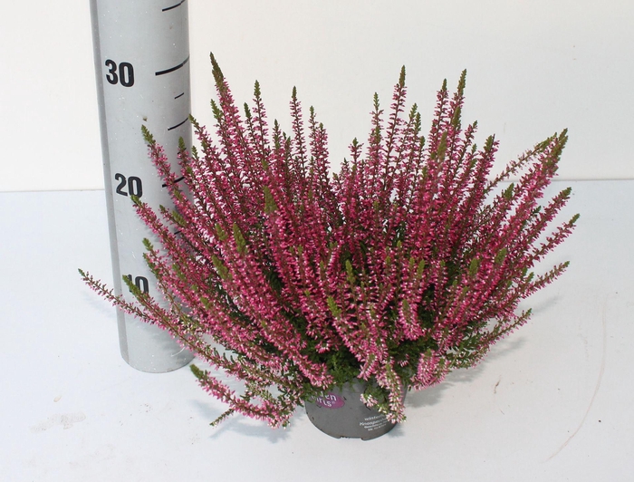 <h4>Calluna Garden Girls Franca</h4>