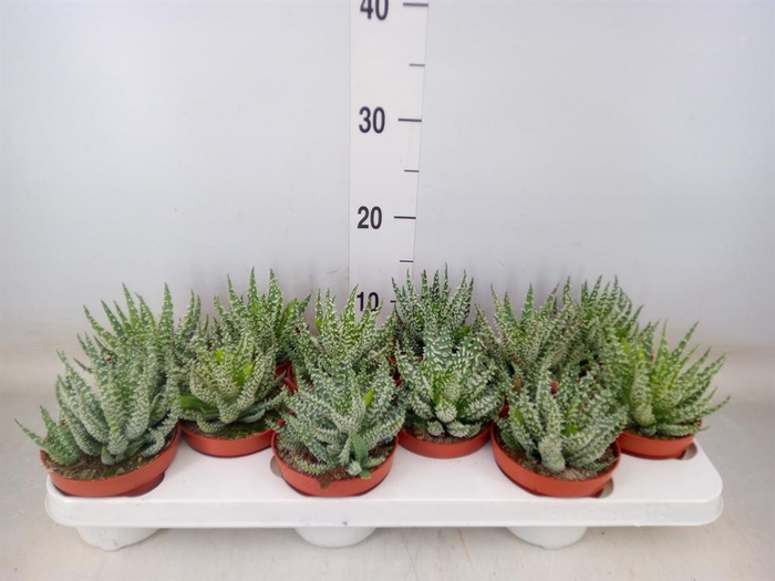 <h4>Aloe humilis</h4>