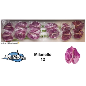 Anth A Milanello