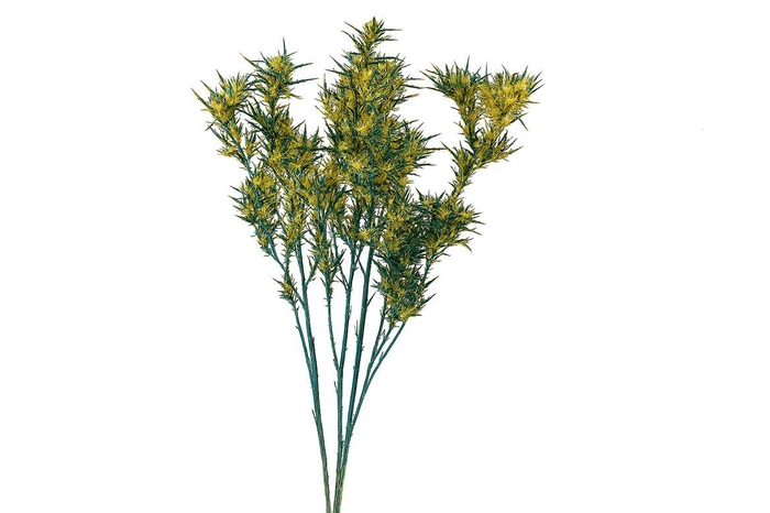 Dried Artz Cardi Van Gogh Bunch