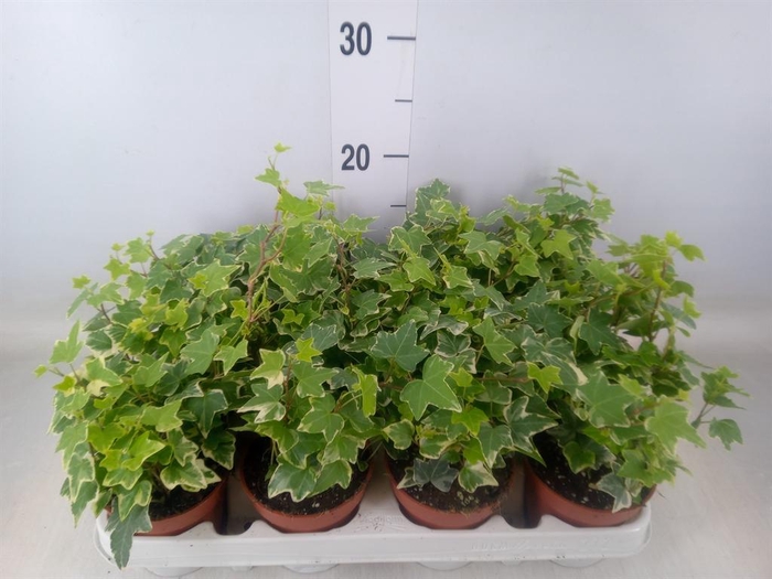 <h4>Hedera helix 'Eva'</h4>