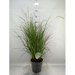 Pennisetum orientale
