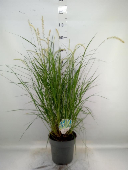 <h4>Pennisetum orientale</h4>
