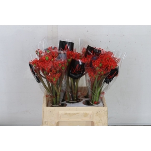 Jatropha P Firecrack