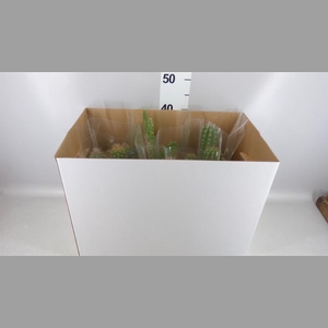 Cactus   ...mix